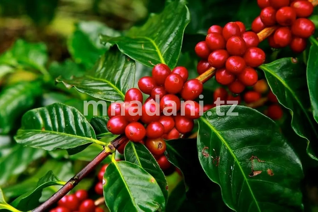 Kilimo cha kahawa Tanzania 