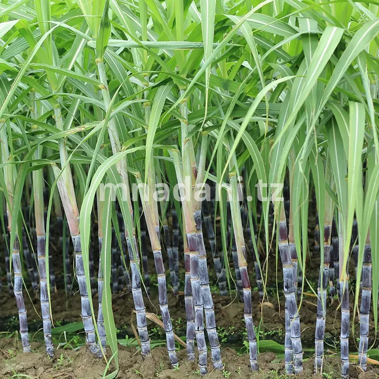 Kilimo cha miwa Tanzania 