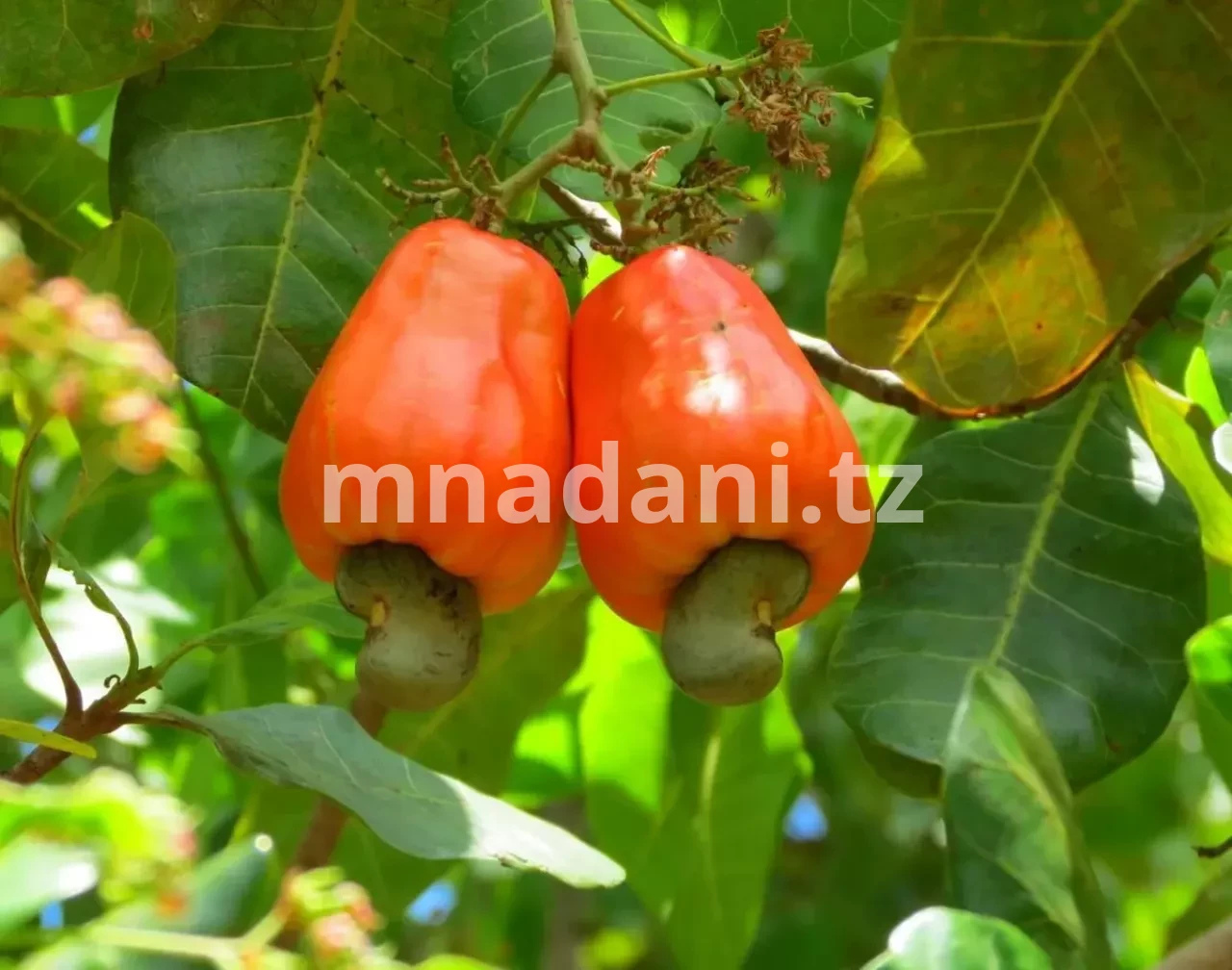 Kilimo cha Korosho Tanzania 